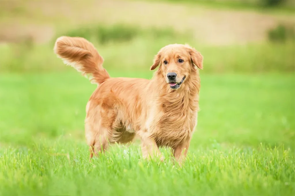 Golden Retriever Tudo sobre a raça