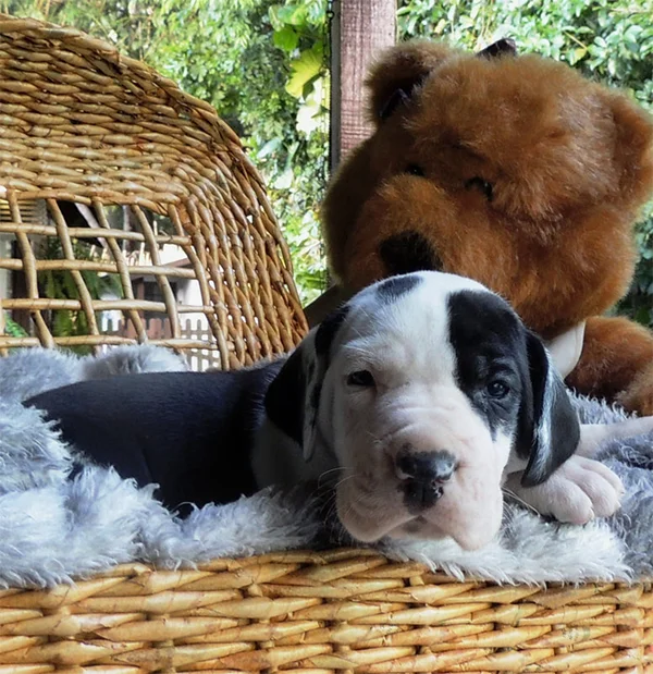 Grand Danois (Dogue Alemão) Filhotes