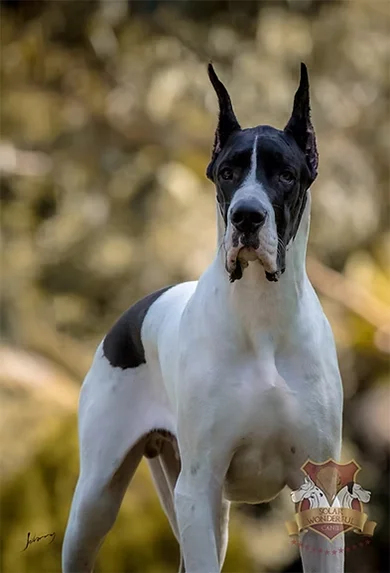 Grand Danois (Dogue Alemão)