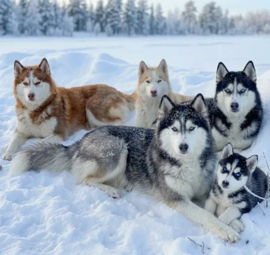 Husky Siberiano-Conheça tudo sobre a raça