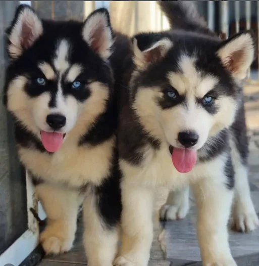 Husky Siberiano-Filhotes