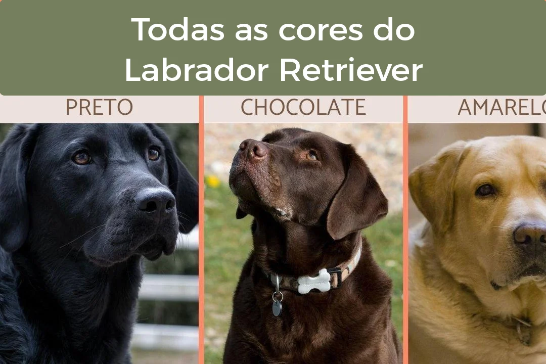 Labrador Retriever- Todas as Cores