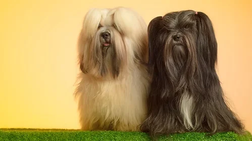 Lhasa Apso-Conheça tudo sobre a raça