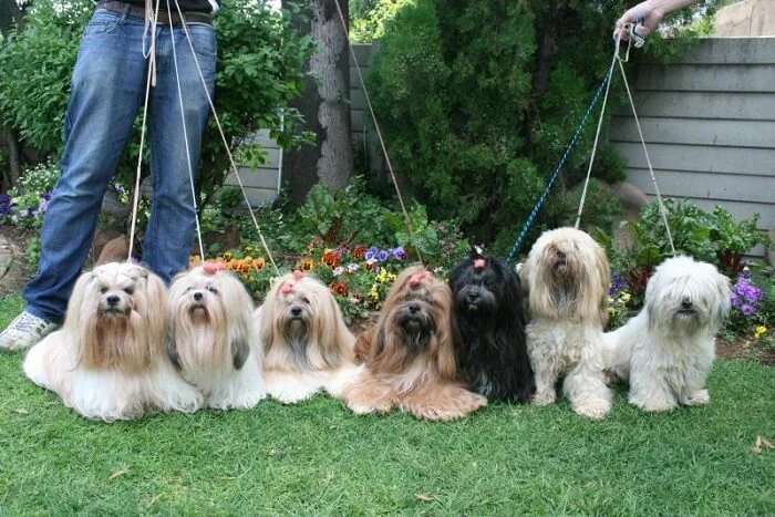 Lhasa Apso - Cores