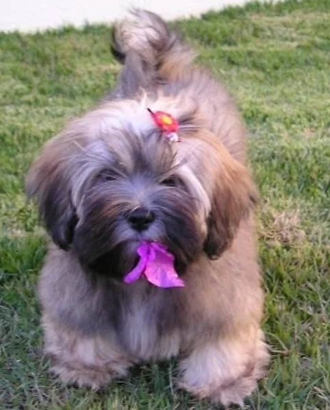 Lhasa Apso - Fofura