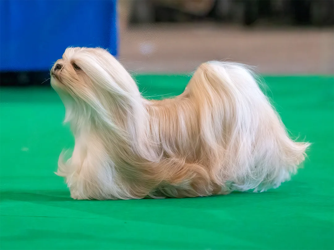 Lhasa Apso - Perfil Pelo Longo