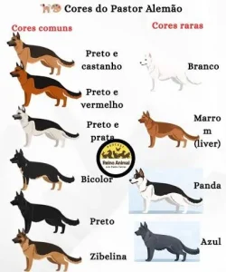 Pastor Alemão-Cores