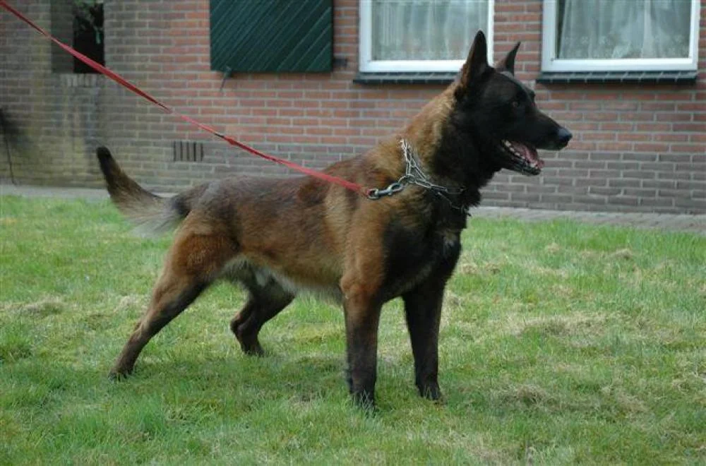 Pastor Belga (Malinois): Conheça tudo sobre a raça