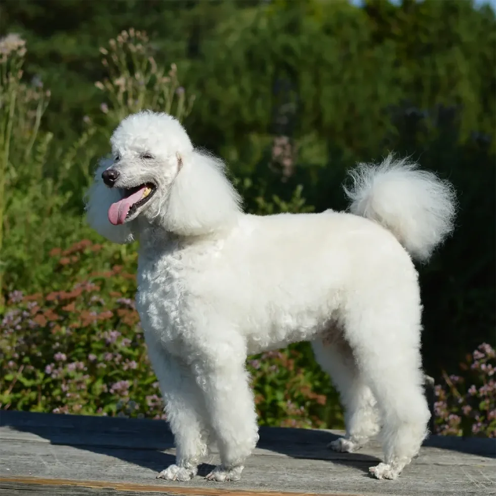 Poodle-Tudo-sobre-a-raca