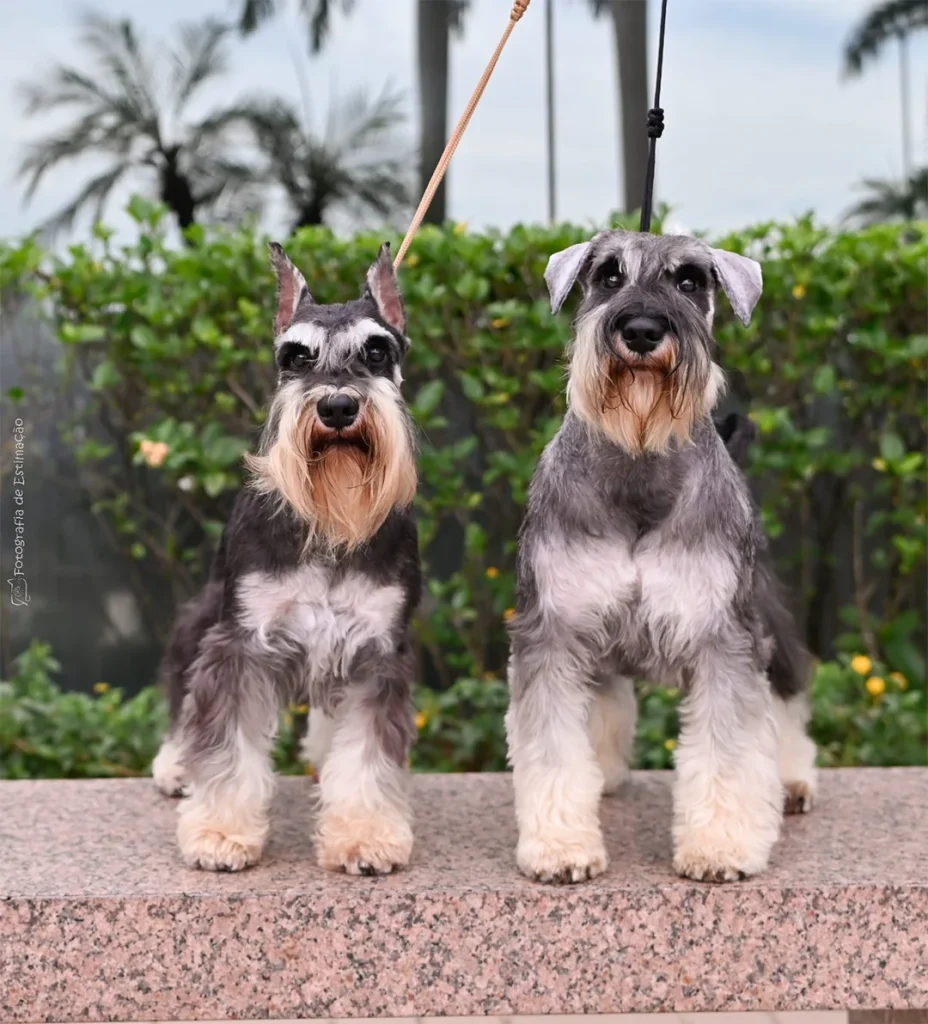 Schnauzer Conheça Tudo Sobre a Raça