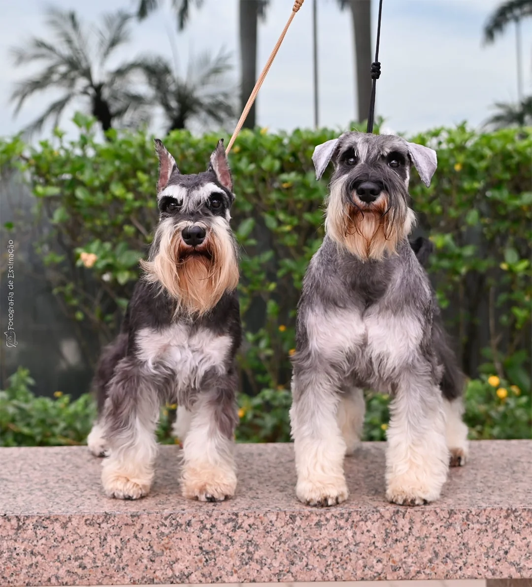 Schnauzer Conheça Tudo Sobre a Raça