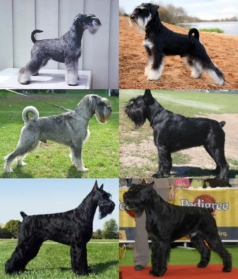 Schnauzer Tamanhos