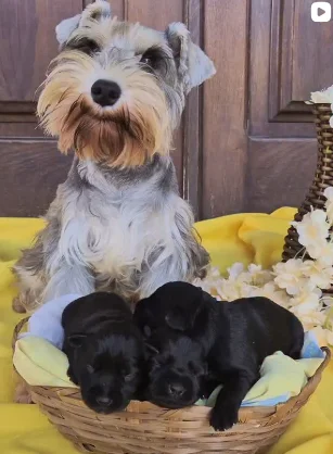 Schnauzer fofura