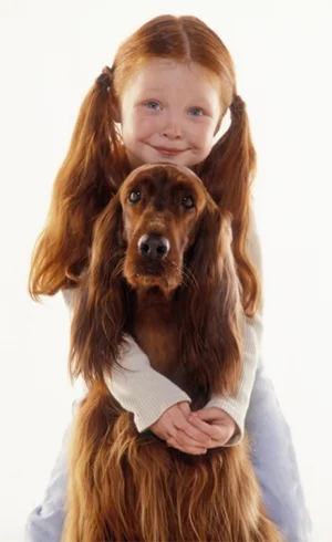 Setter Irlandês-Com Crianças