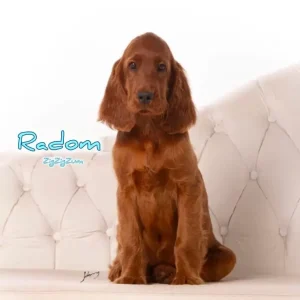 Setter Irlandês: Conheça tudo sobre a raça