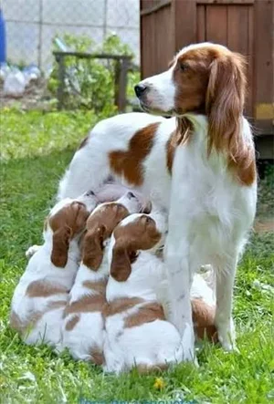 Setter Irlandês-Fofura