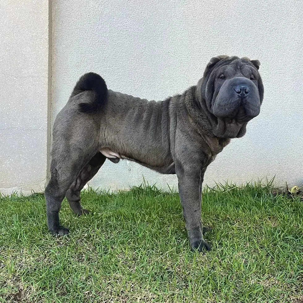 Shar Pei- Conheça tudo sobre a raça