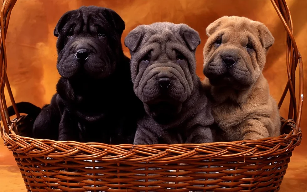 Shar Pei - Cores