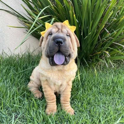 Shar Pei- Filhote Fofo