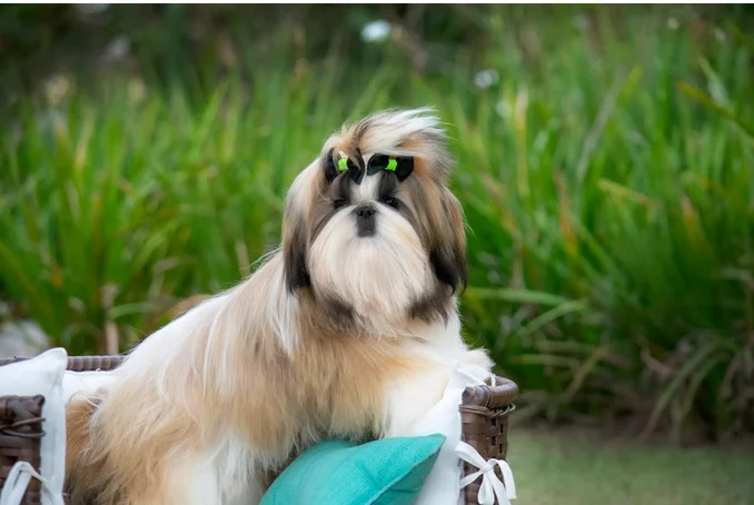 Shih Tzu Conheça Tudo Sobre a Raça