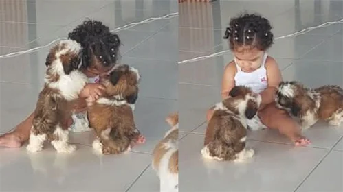 Shih Tzu com crianças