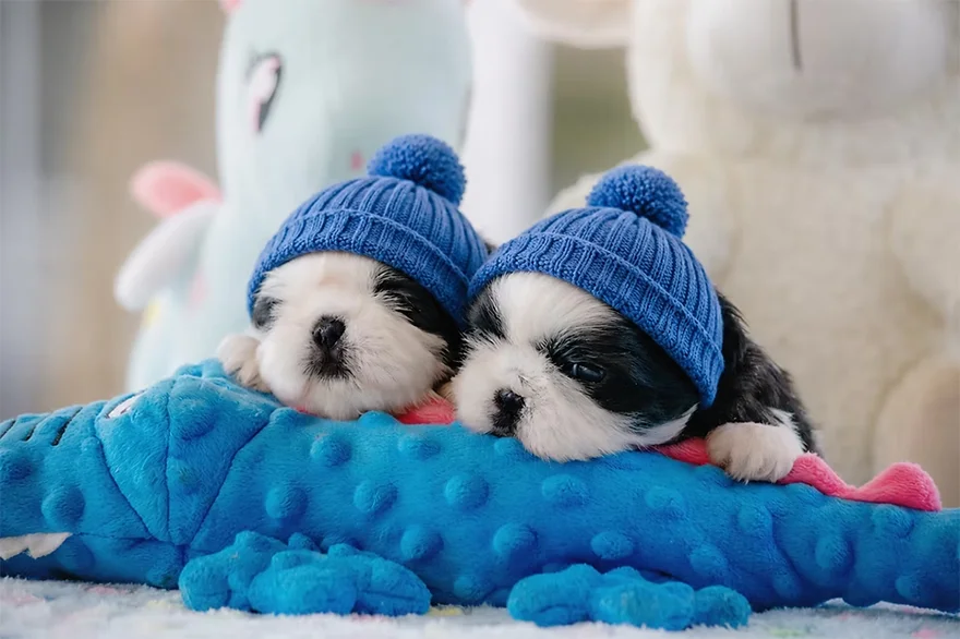 Shih Tzu filhotes
