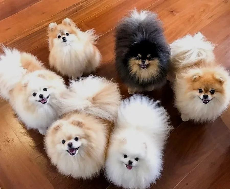 Spitz Alemão (Lulu da Pomerânia) Cores