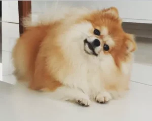 Spitz Alemão (Lulu da Pomerânia) Destaque