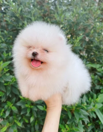 Spitz Alemão (Lulu da Pomerânia)-Filhote