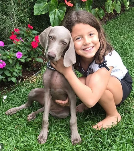 Weimaraner-Com Crianças
