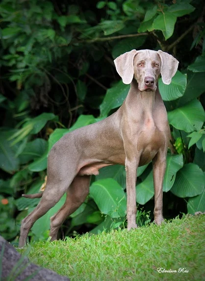 Weimaraner-Conheça tudo sobre a raça