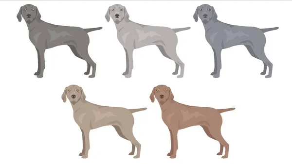 Weimaraner-Cores Permitidas