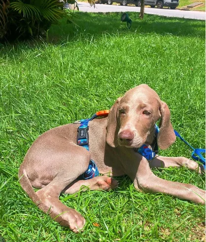 Weimaraner-Filhotes