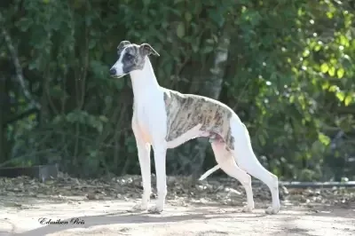 Whippet: Conheça tudo sobre a raça