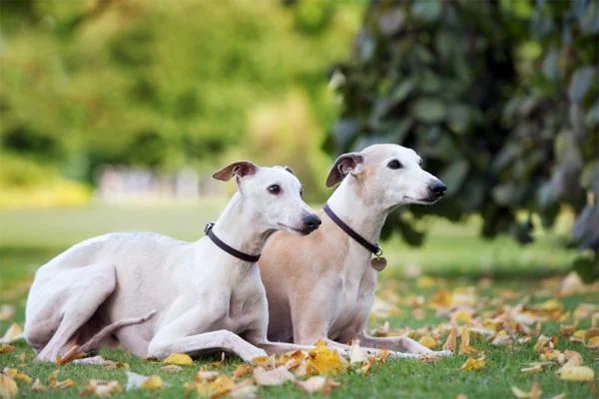 Whippet-Cores