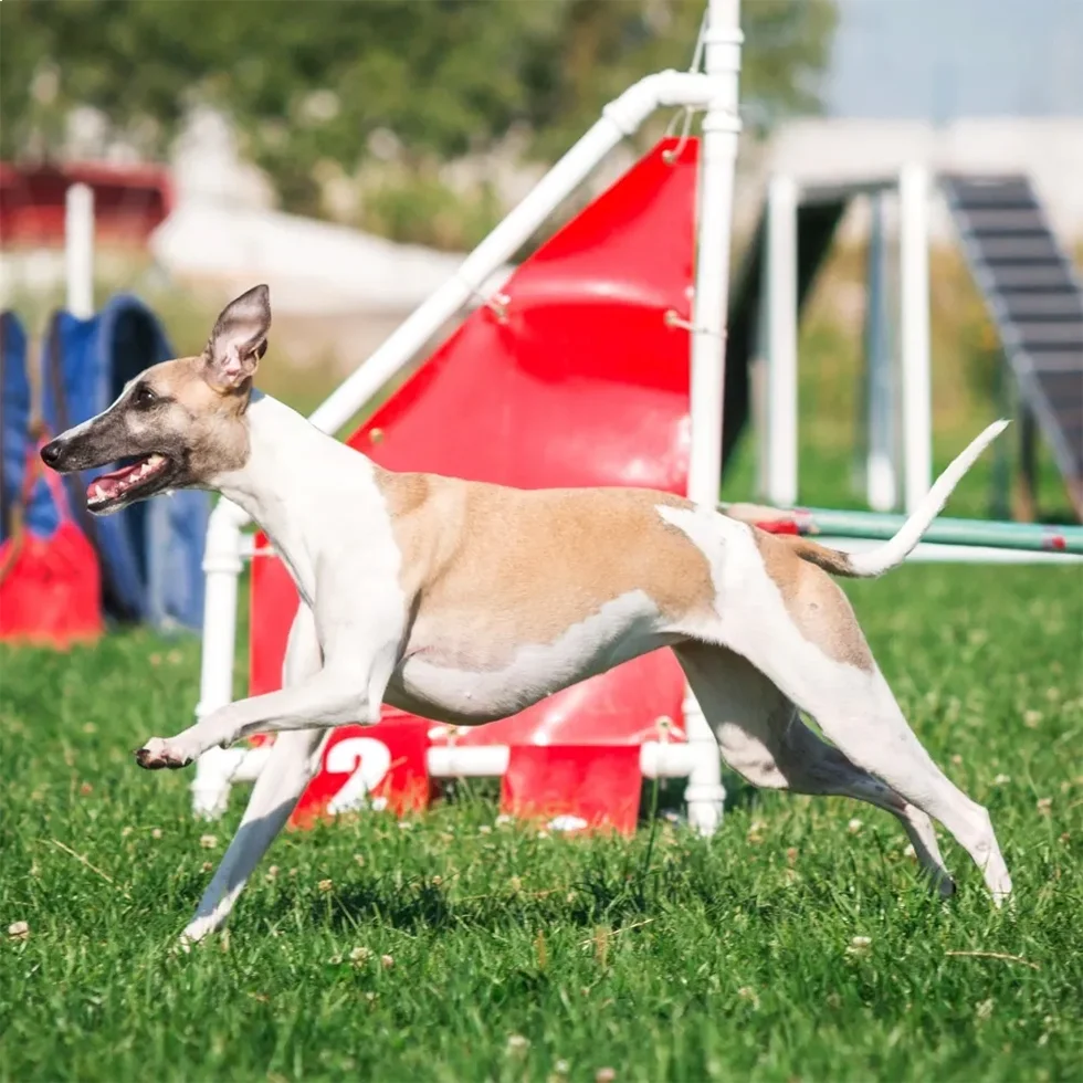 Whippet-Fufura