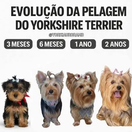 Evolução da pelagem Yorkshire Terrier  