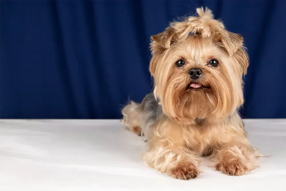Yorkshire Terrier - tudo sobre a raça