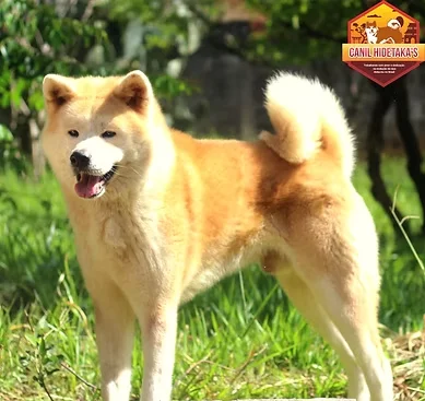 akita tudo sobre a raça