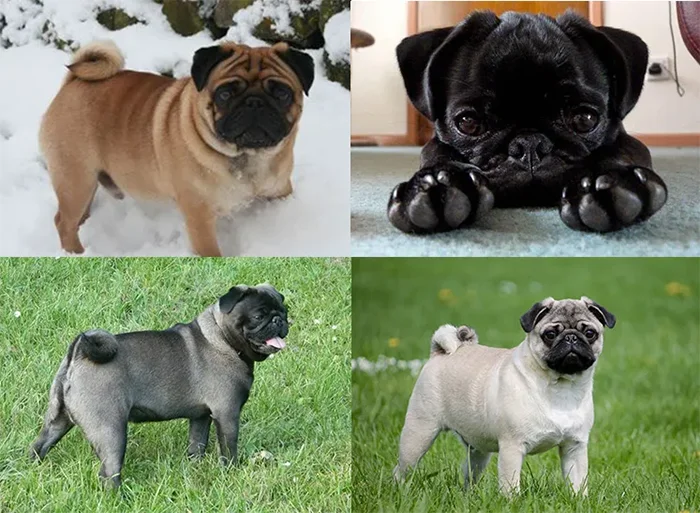 Pug Cores