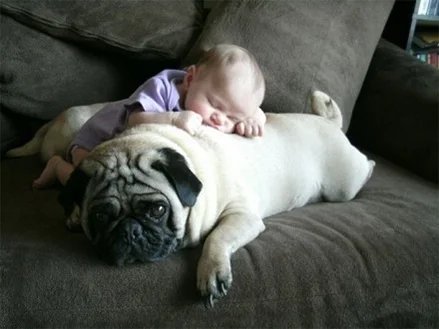 Pug e Crianças