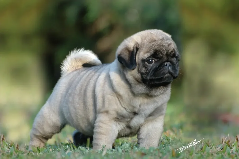 Pug filhote