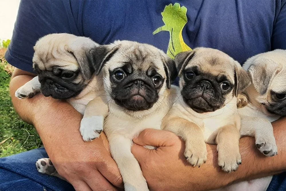 Pug saiba tudo sobre a raça